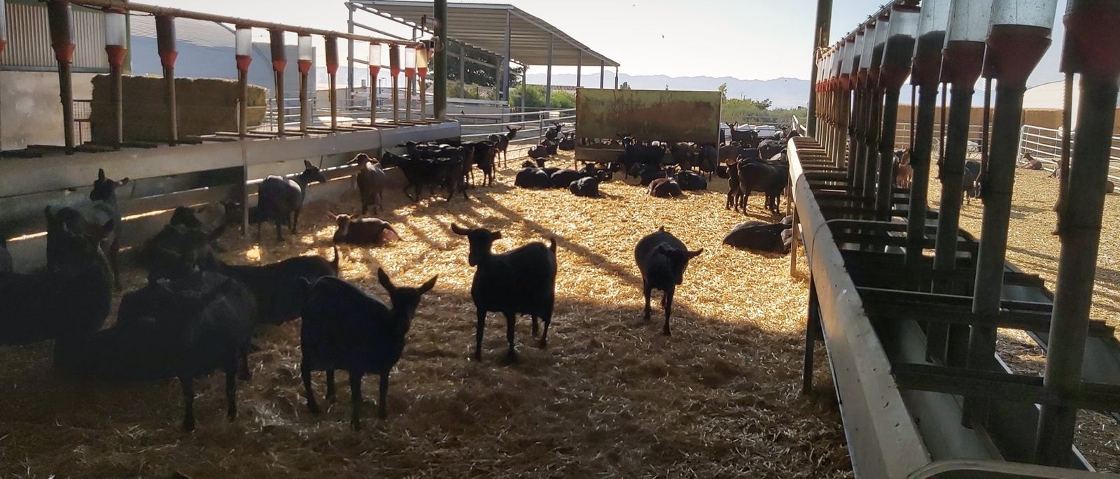 Cabras en el campo